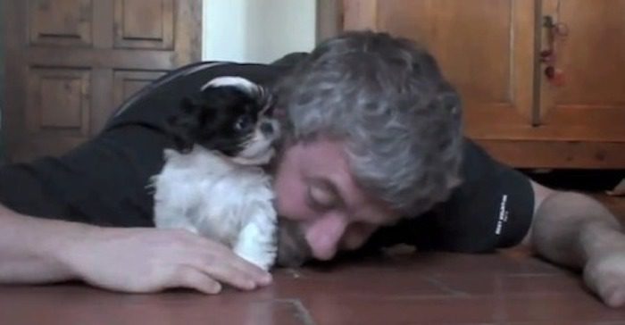Cute Shih Tzu Puppy and Man Playfully Bond