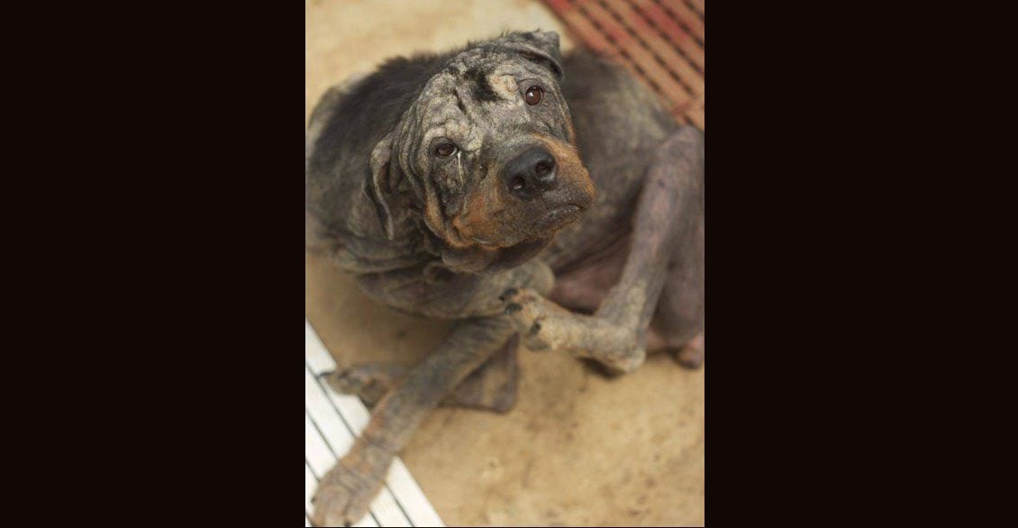 Abandoned and Depressed Rottweiler Undergoes Amazing Transformation