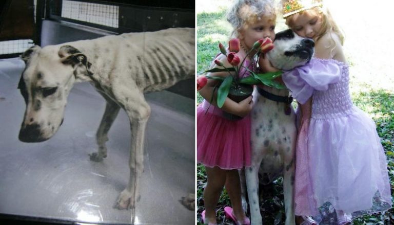 Dog Rescued from Terrible Neglect Becomes Devoted Family Member