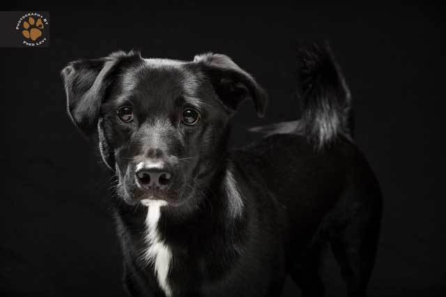 Black dog photographed by Fred Levy