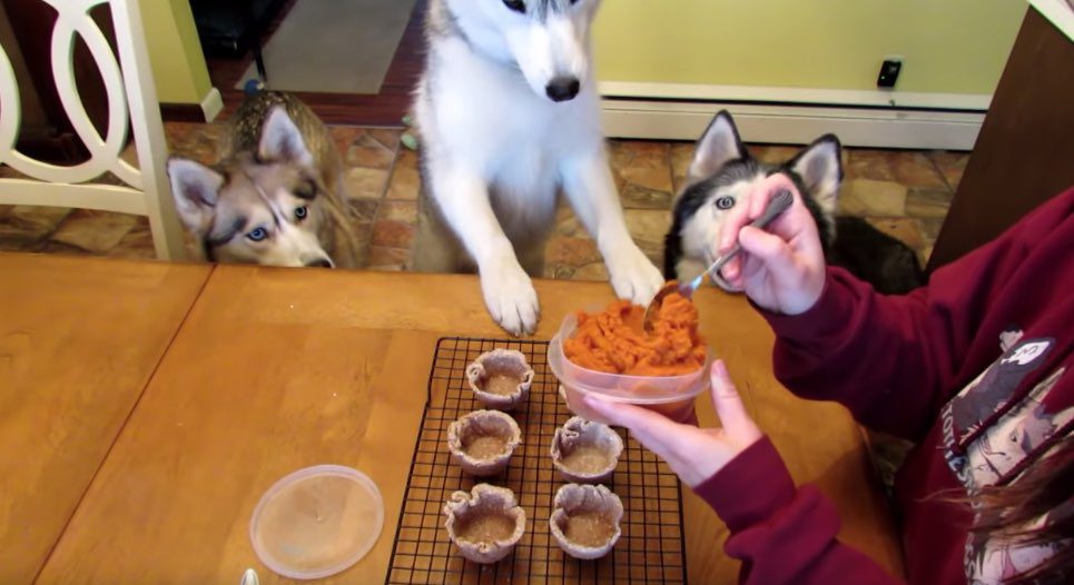 How to Make Pumpkin Pie for Dogs