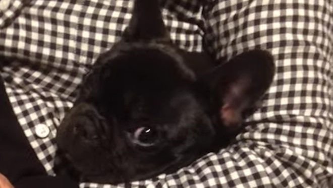 Cute French Bulldog Puppy Loves Her Cuddle Spot With Grandma