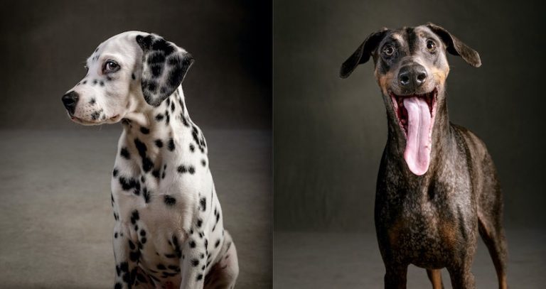 The Year of the Dogs by Vincent Musi