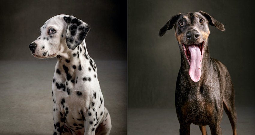 Wildlife Photographer Trains His Lens On Dogs To Take Eye-Popping Portraits
