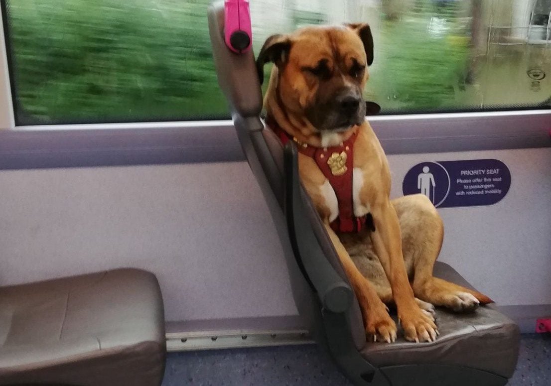 Sad Dog Photographed Riding Alone On Bus Gets Happy Ending