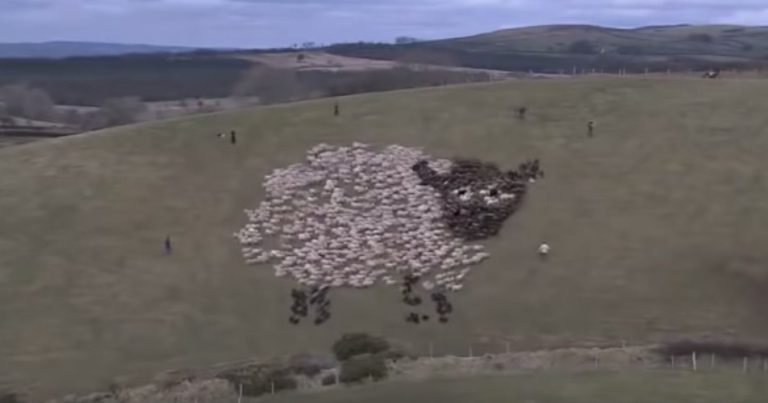 Trusty Sheepdogs Help Create Magical Scenes With Sheep