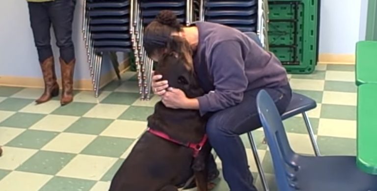 rottweiler and her mom reunited after 2 years apart