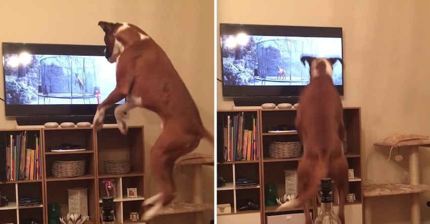 Funny Dog Recreates Scene From Popular Buster the Boxer Christmas Commercial