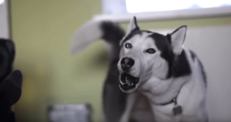 Naughty Siberian Husky Protests Going to Bed