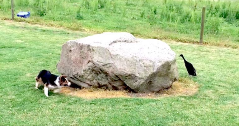 Border Collie And Duck Play Game Of ‘Tag’