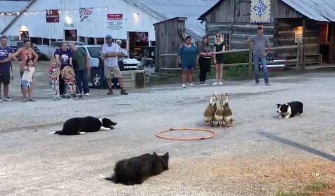 dogs herd ducks into ring