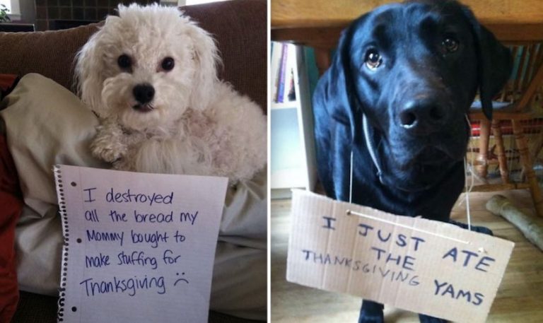 9 Naughty Dogs Who Couldn’t Wait For Thanksgiving Dinner