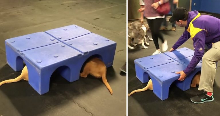 Adorable Golden Retriever Puppies Caught Touching Paws in Secret