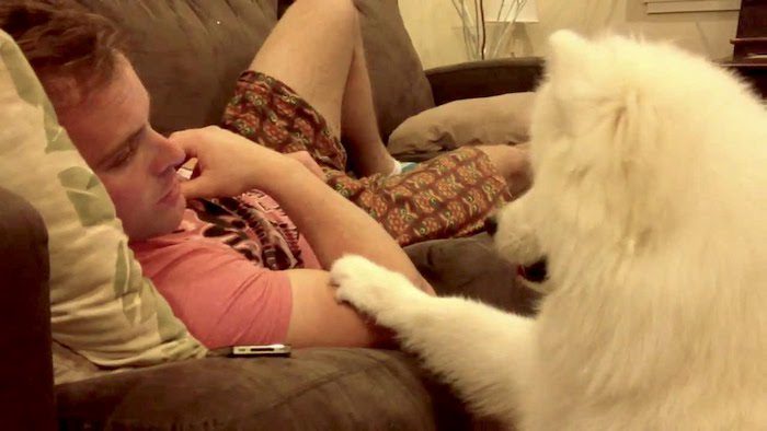 Sweet Samoyed Puppy Wants to Snuggle
