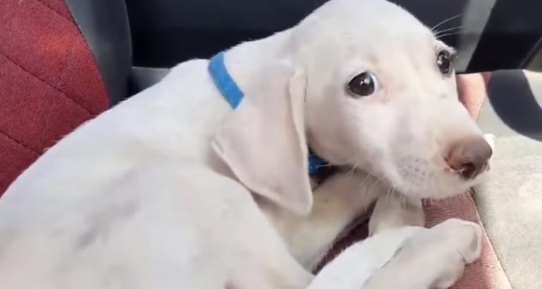 Puppy Thrown Out At Garbage Dump Has Best Life Now