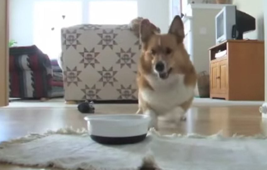 Adorable Dancing Corgi is Always Excited to Eat
