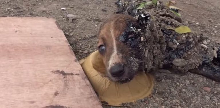 Puppies Covered in Solid Tar Could Only Move Their Eyes Rescued Just in Time
