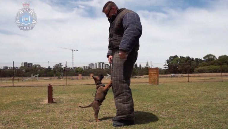Police Puppy’s Adorable First Day of Training