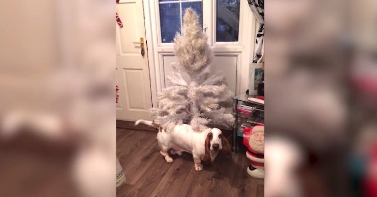 bassett hound dances around christmas tree