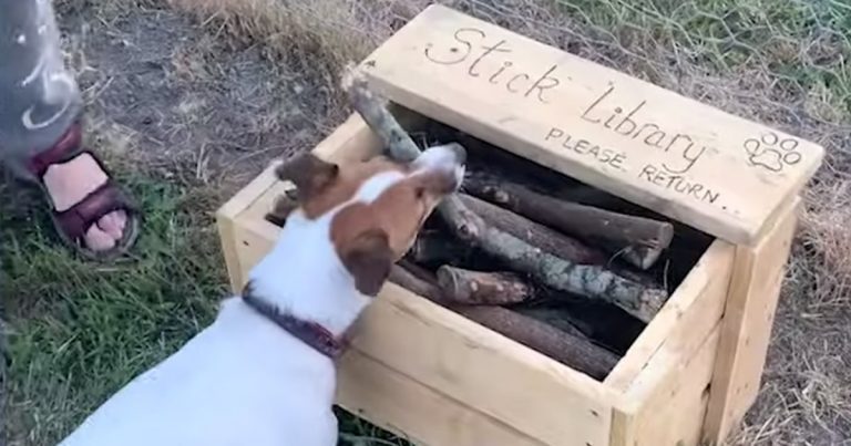 Man Builds ‘Stick Library’ for Dogs at Dog Park