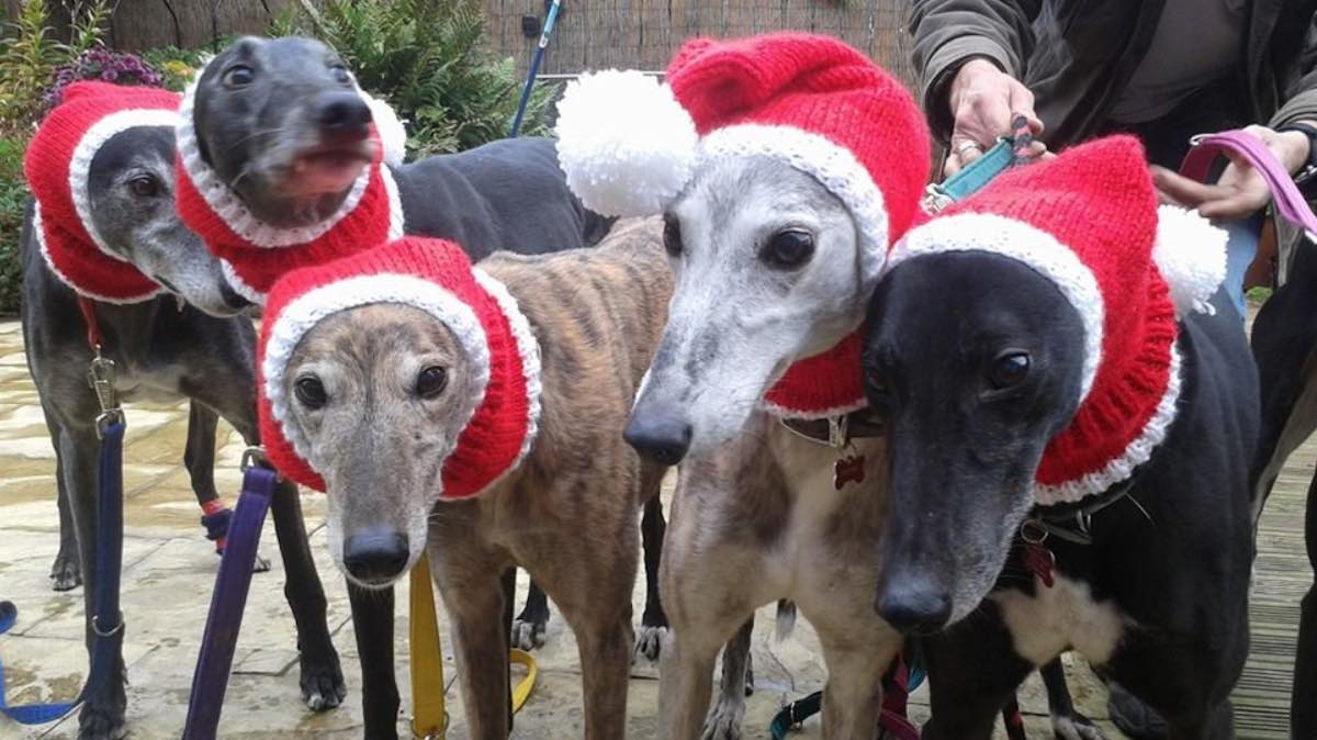 greyhound knitted sweater