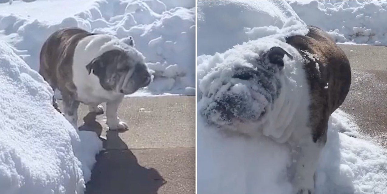English Bulldog Adorably Ploughs Snow On Sidewalk