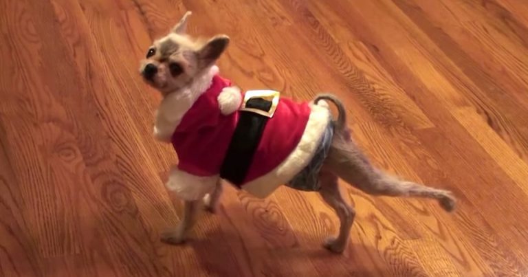 rescue pomeranian dances to The Nutcracker