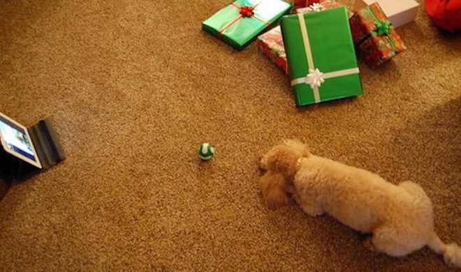 Dog and Dad Share Touching Online Exchange on Christmas Day