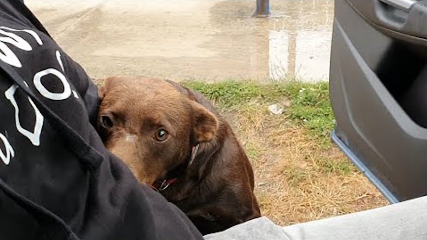 Stray Dog Sits In Same Spot Every Day, Waiting For Someone To Save Him