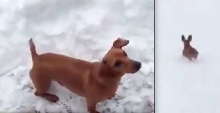 Cute Dachshund Bunny Hops in the Deep Snow