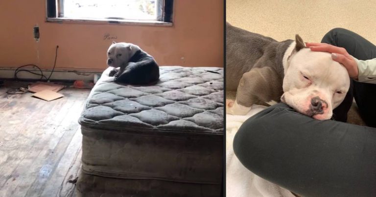 Rescuers’ Hearts Break After They Find Injured Dog On Mattress