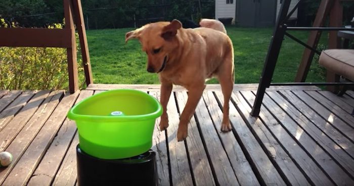Rescue Dog Loves to Play with His Automatic Ball Launcher