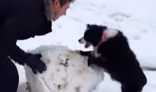 Cute Dog Helps Her Dad Build a Snowman