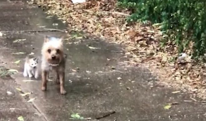 Dog Rescues Abandoned Kitten And Brings Her Home