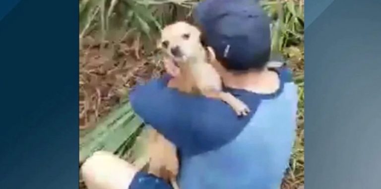 Dog Lost After New Year’s Eve Car Crash Joyfully Reunites With Owner