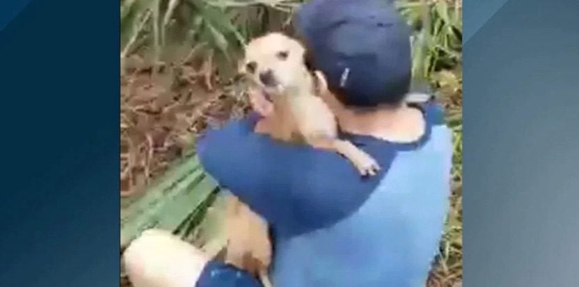 Dog Lost After New Year’s Eve Car Crash Joyfully Reunites With Owner
