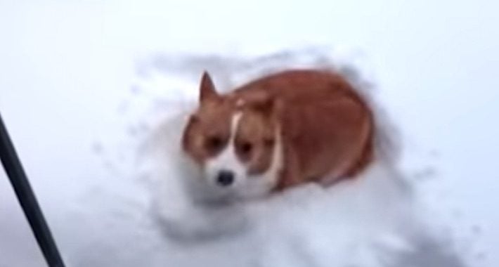 Corgi Makes the Funniest Belly Flop Into Fresh Snow