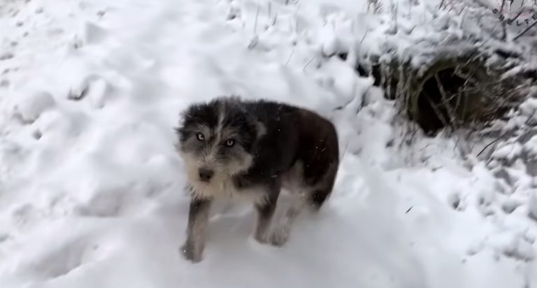 Stray Mama and Her Puppies Saved From Drainage Pipe Covered in Snow