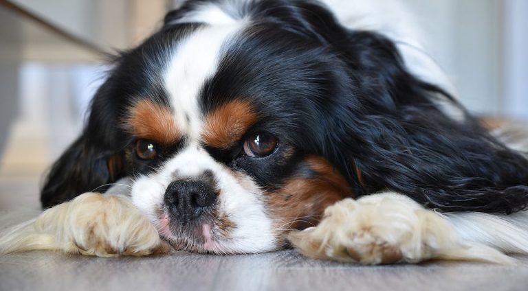 Chiari Malformation and Syringomyelia in Dogs: What You Need to Know