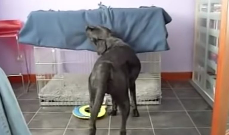 Clever Dog Wraps Himself in Blanket to Enjoy a Nap