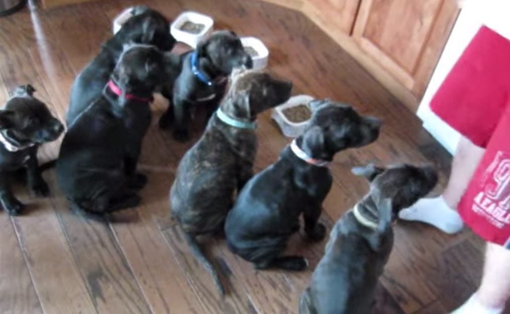 Pack of Puppies Patiently Wait for Dinner
