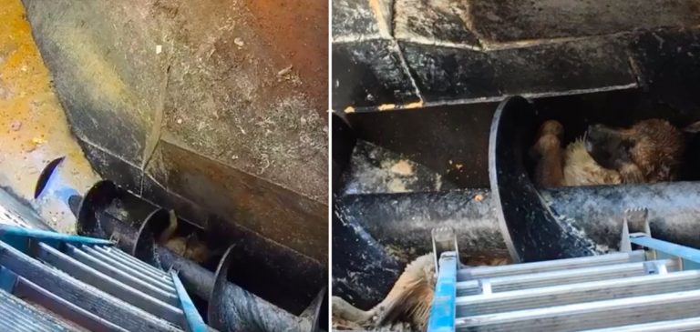 dog rescued from meat processing pit