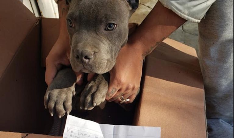 Boy Leaves His Puppy With A Note Outside Shelter For Heartbreaking Reason