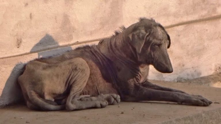 Dog Slowly Shriveling Up Rescued Just in Time