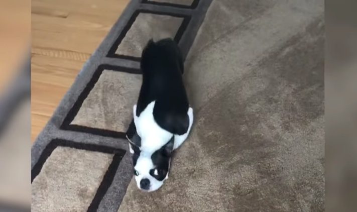 Boston Terrier Hilariously Gets A Feel For The New Carpet