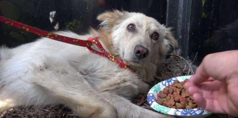 Rescuers Find Golden Retriever Who Was Kicked So Hard He Almost Died
