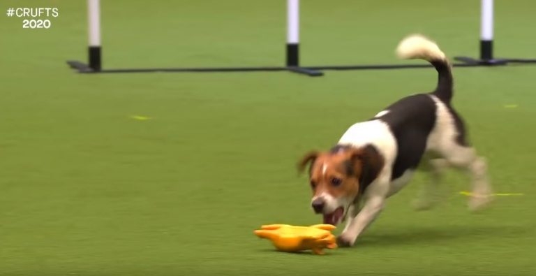 Naughty Jack Russell Terrier Has Time of His Life on Cruft’s Agility Course