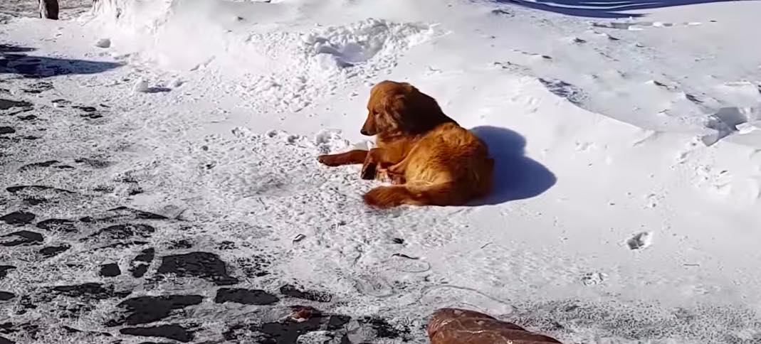 Abandoned Dog Sleeps In Snow For Days Until Tourist Helps Her