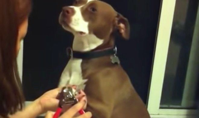 Overdramatic Pit Bull Pretends to Faint to Avoid Getting Her Nails Clipped