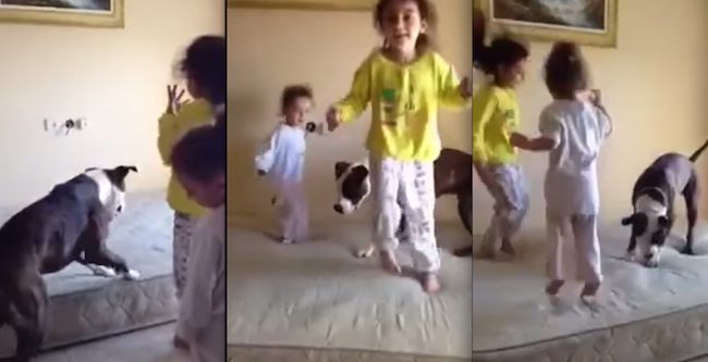 Adorable Pit Bull Joins Kids Bouncing On Bed